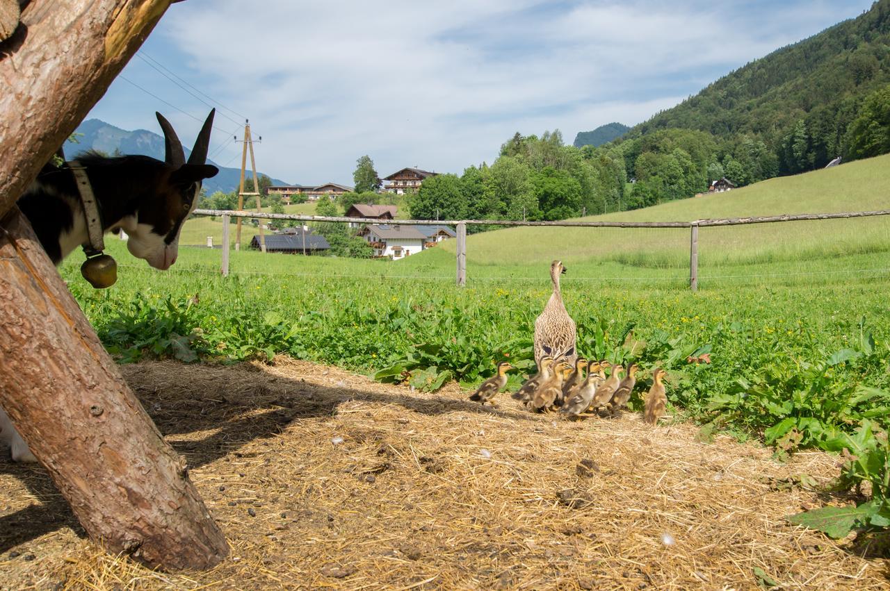 Hauslhof Bed & Breakfast Sankt Wolfgang im Salzkammergut ภายนอก รูปภาพ